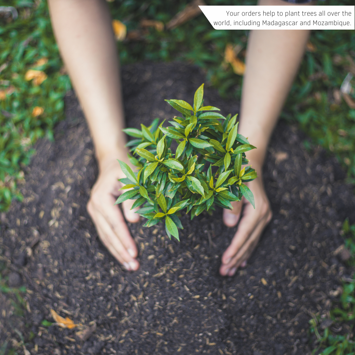 Planting a Tree with Every Order - Cocorose